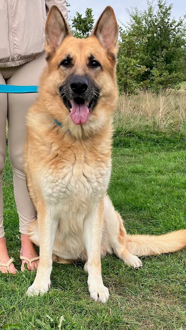 BEAR - KENT BEAR - KENT